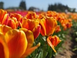 bed of orange petaled flower