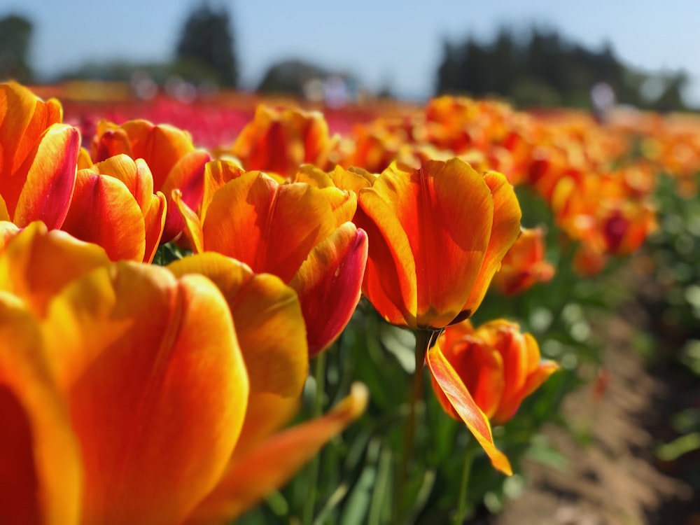 bed of orange petaled flower