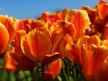 orange tulip flowers under clear skies