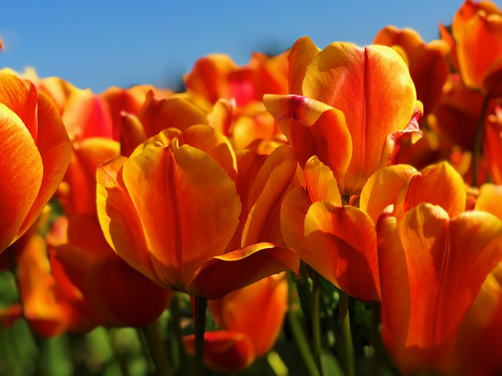 맑은 하늘 아래 오렌지 튤립 꽃