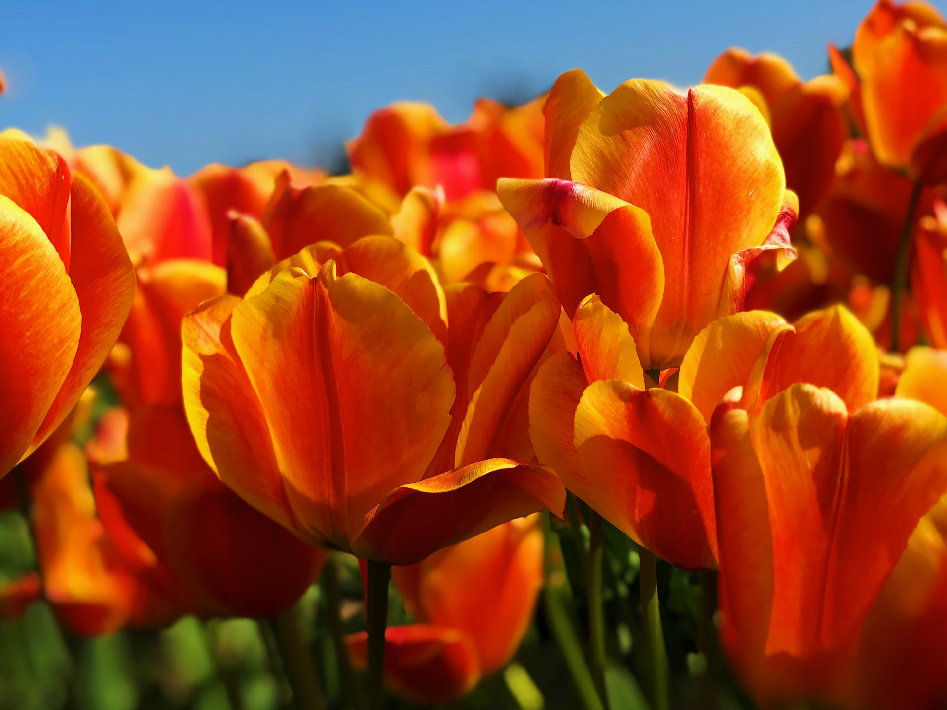 orange tulip flowers under clear skies