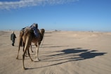 A person walks with a camel across a sandy desert landscape. The camel is equipped with gear and casts a long shadow on the sand. The sky is clear and blue, enhancing the vastness of the arid environment.