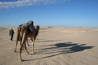 A person walks with a camel across a sandy desert landscape. The camel is equipped with gear and casts a long shadow on the sand. The sky is clear and blue, enhancing the vastness of the arid environment.