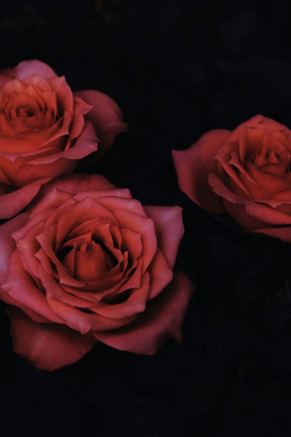 Photographie en clair-obscur de trois roses rouges