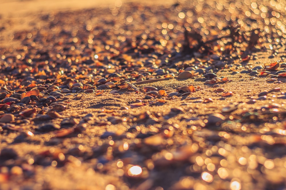 sand during sunset