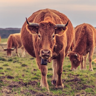 brown cattle