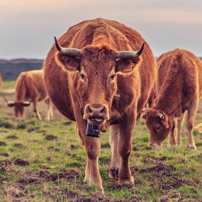A group of brown cows grazing in a meadow with the focus on one cow in the foreground, which is looking directly at the camera. The cows wear tags on their ears, and the meadow is lush with green grass under a cloudy, dusk sky.
