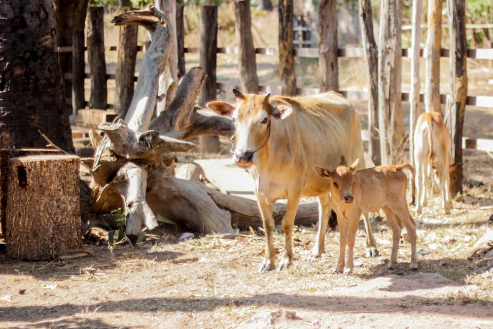 white cow