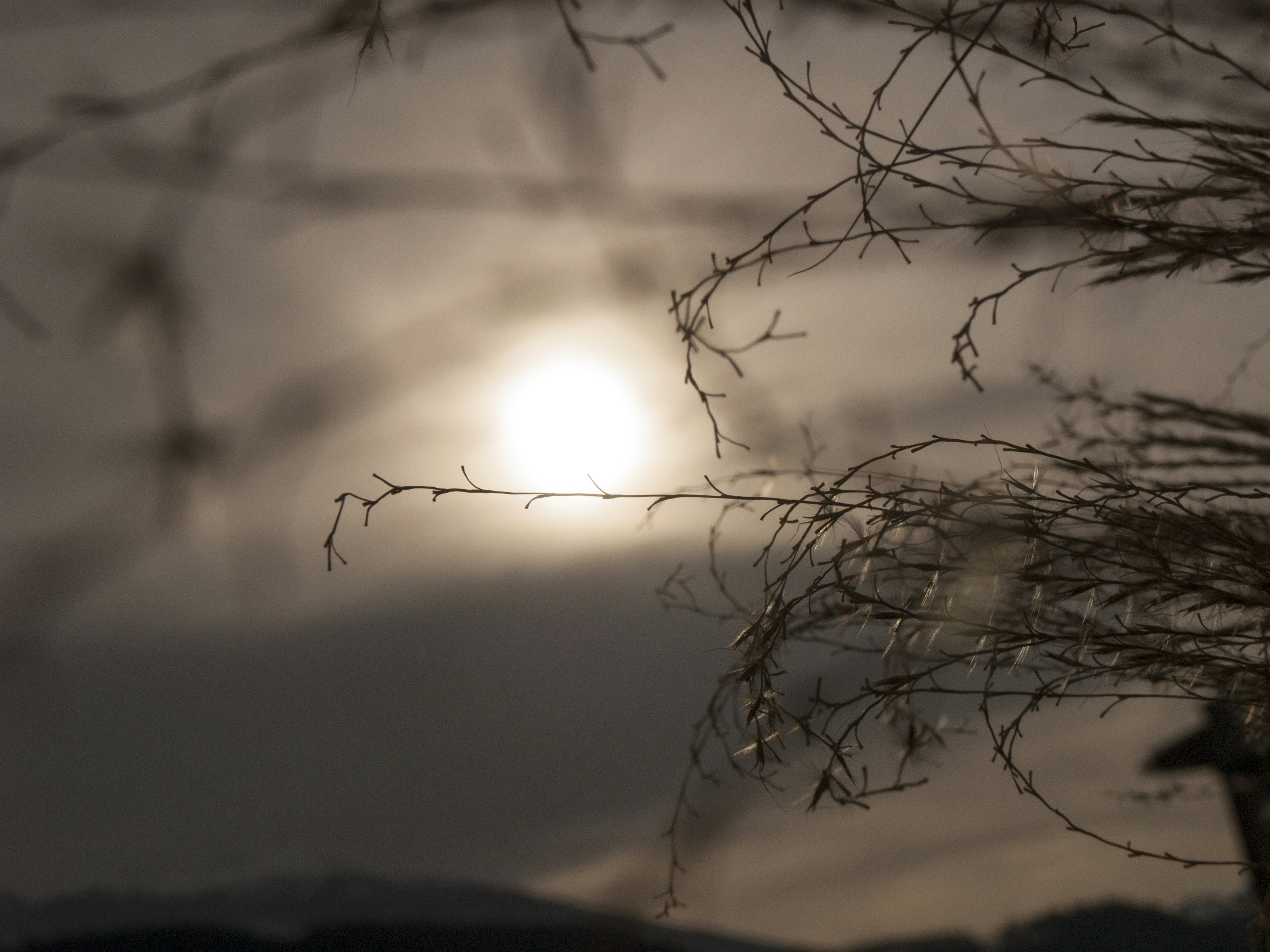 the sun is shining through the branches of a tree