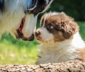 shallow focus photography of short-coated brown and white puppy