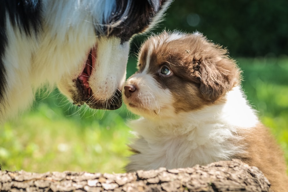 ショートコートの茶色と白の子犬の浅い焦点写真