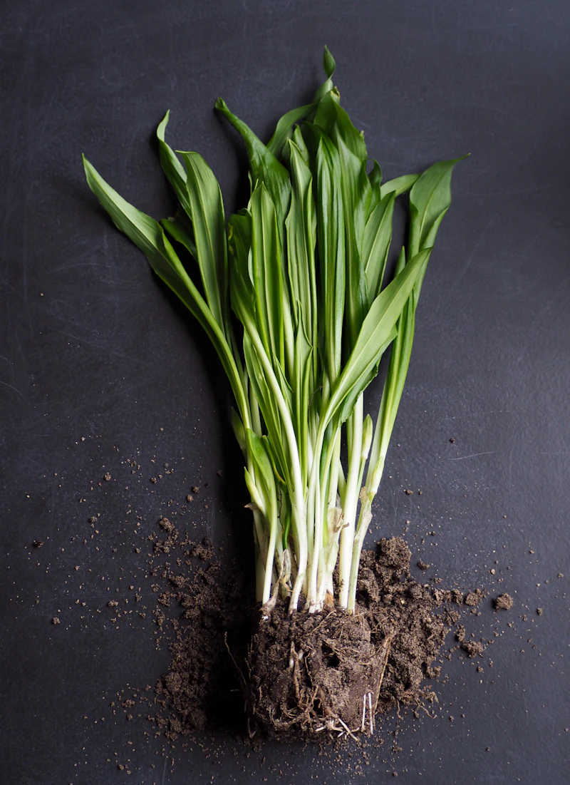 Representative photograph of Herbs & Spices