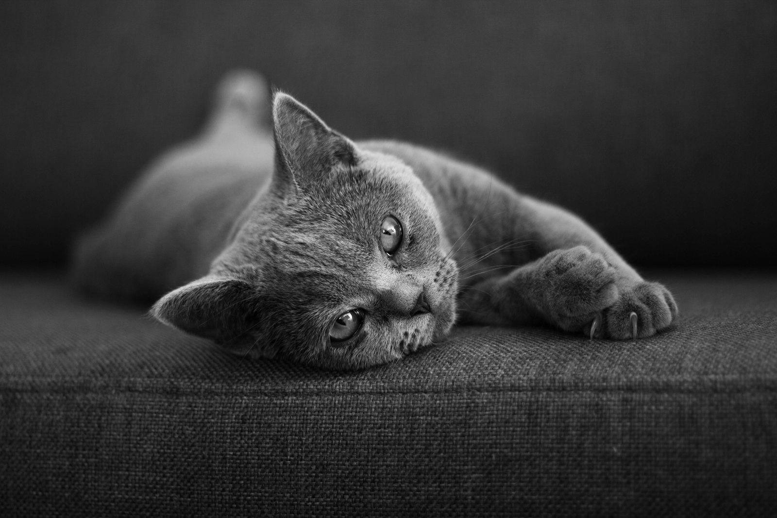 Canon EOS 550D (EOS Rebel T2i / EOS Kiss X4) + Canon EF 50mm F1.8 STM sample photo. Cat lying on cushion photography