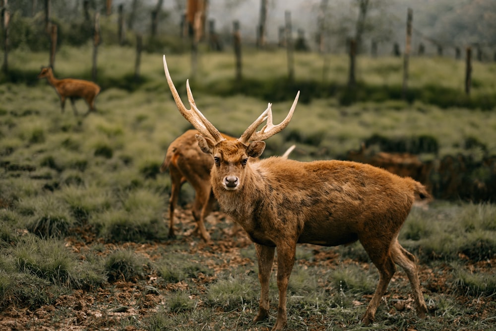 deer on green grass