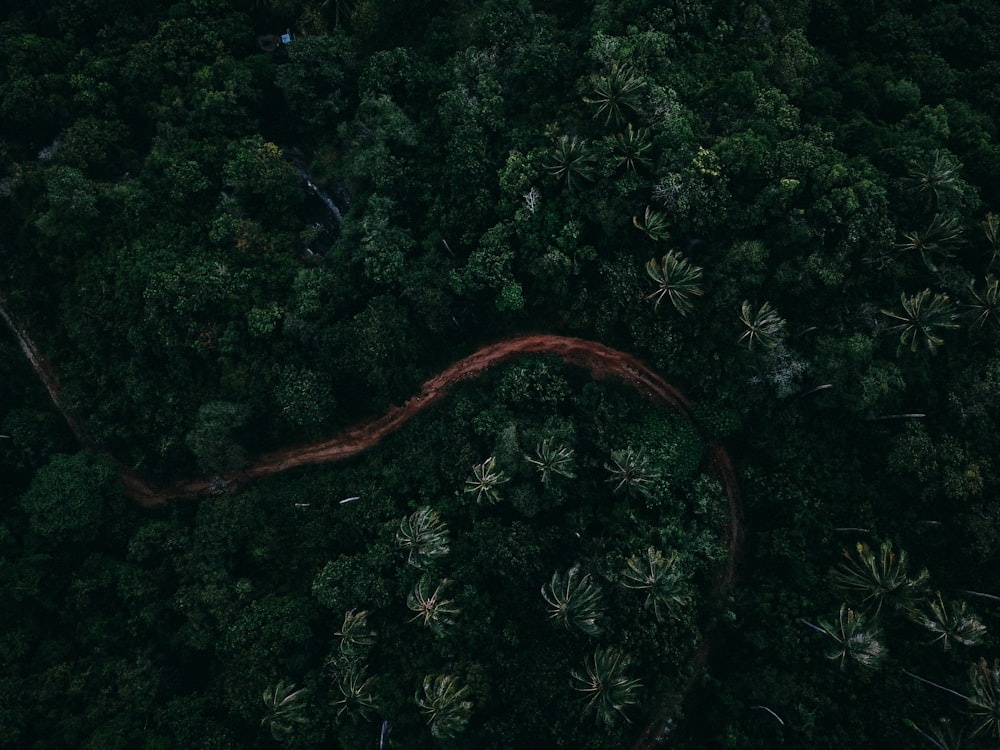 aerial photo of forest