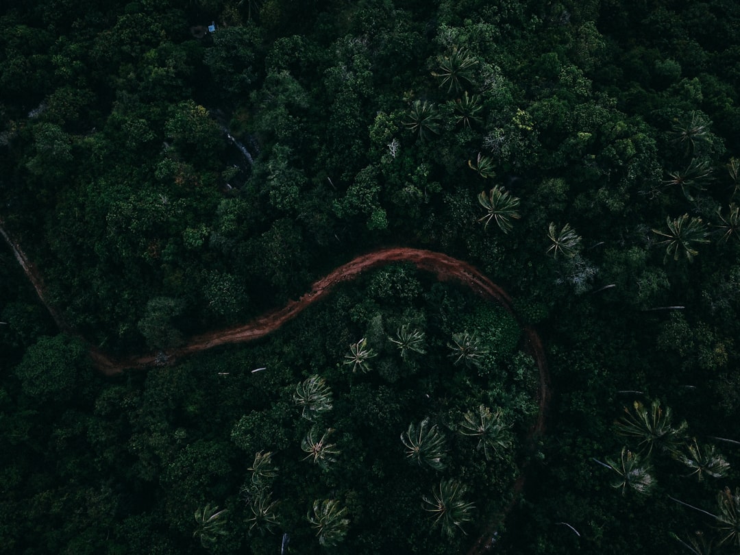 photo of Ko Samui Jungle near Wat Plai Laem