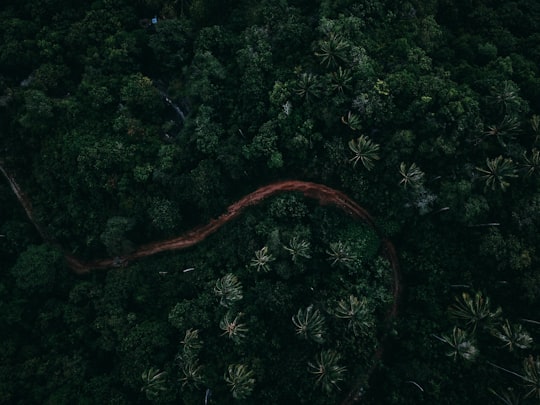 aerial photo of forest in Ko Samui Thailand