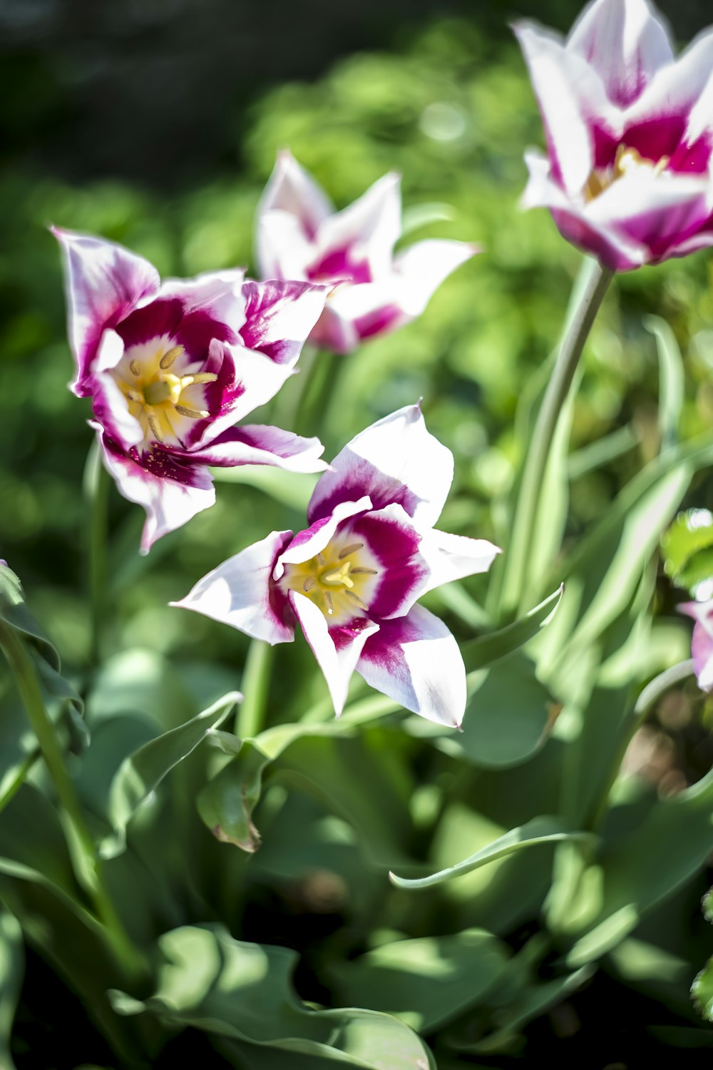 Rosa Blumen, die tagsüber blühen