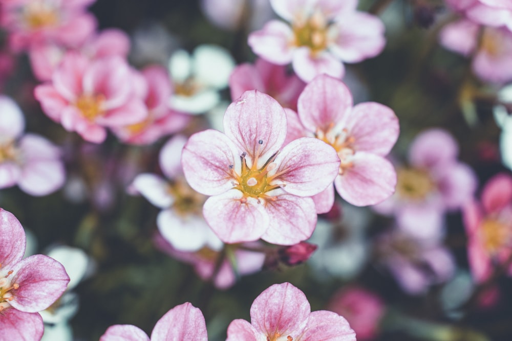 핑크 5 꽃잎 꽃 얕은 초점 사진
