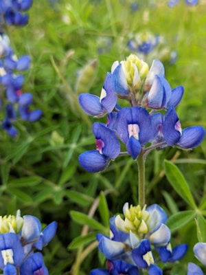 Close-up view of a bluebonnet flower with vibrant blue petals, showcasing intricate details against a blurred green background. The flower’s structure includes clusters of small, bright blue blossoms with touches of white and light purple near their tips.