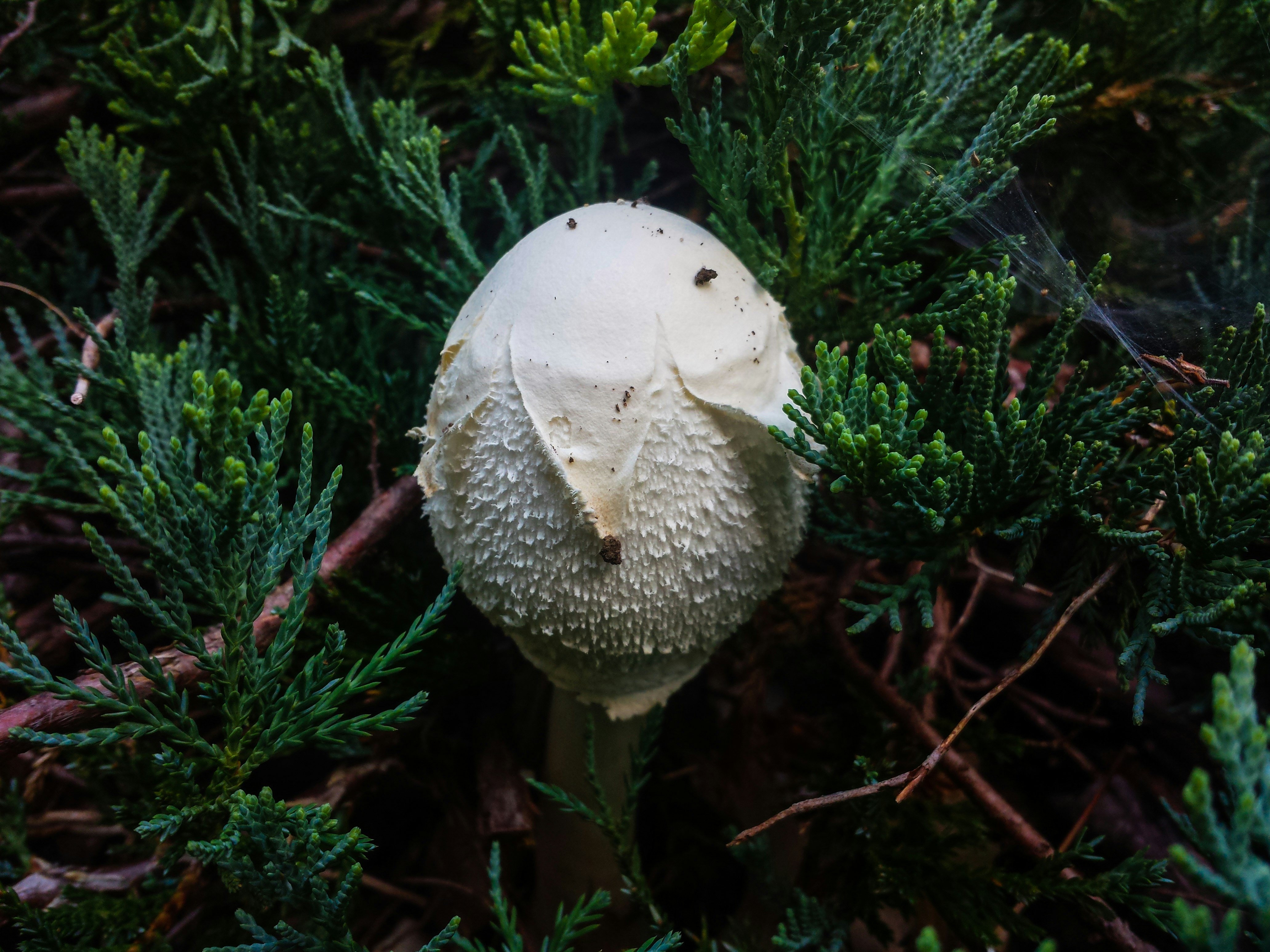 white mushroom in middle of pine tree leaves
