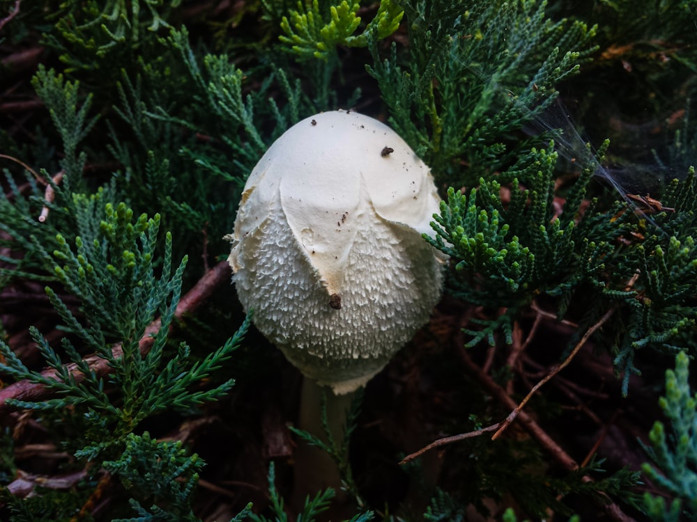 white mushroom in middle of pine tree leaves