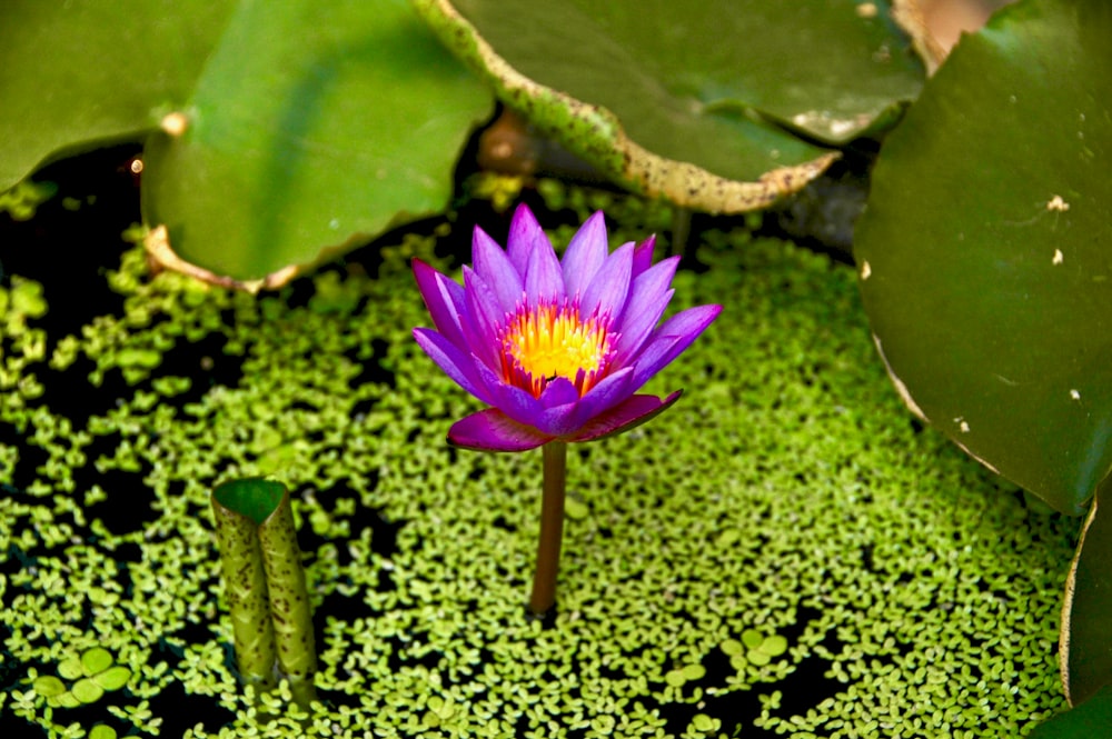 purple lotus flower