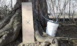 A tree trunk is situated in an outdoor setting with roots visible at its base. Leaning against the trunk is a wooden board with a grid and 'Maple Sap Data' written on it. To the right of the board is a white plastic bucket with tubes attached, likely for collecting sap.
