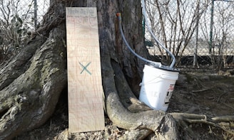 A tree trunk is situated in an outdoor setting with roots visible at its base. Leaning against the trunk is a wooden board with a grid and 'Maple Sap Data' written on it. To the right of the board is a white plastic bucket with tubes attached, likely for collecting sap.
