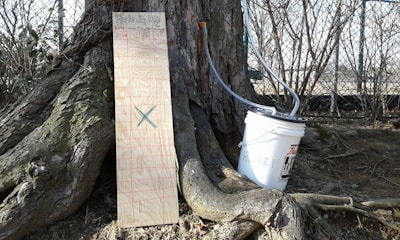 A tree trunk is situated in an outdoor setting with roots visible at its base. Leaning against the trunk is a wooden board with a grid and 'Maple Sap Data' written on it. To the right of the board is a white plastic bucket with tubes attached, likely for collecting sap.