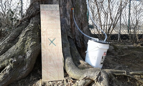 A tree trunk is situated in an outdoor setting with roots visible at its base. Leaning against the trunk is a wooden board with a grid and 'Maple Sap Data' written on it. To the right of the board is a white plastic bucket with tubes attached, likely for collecting sap.