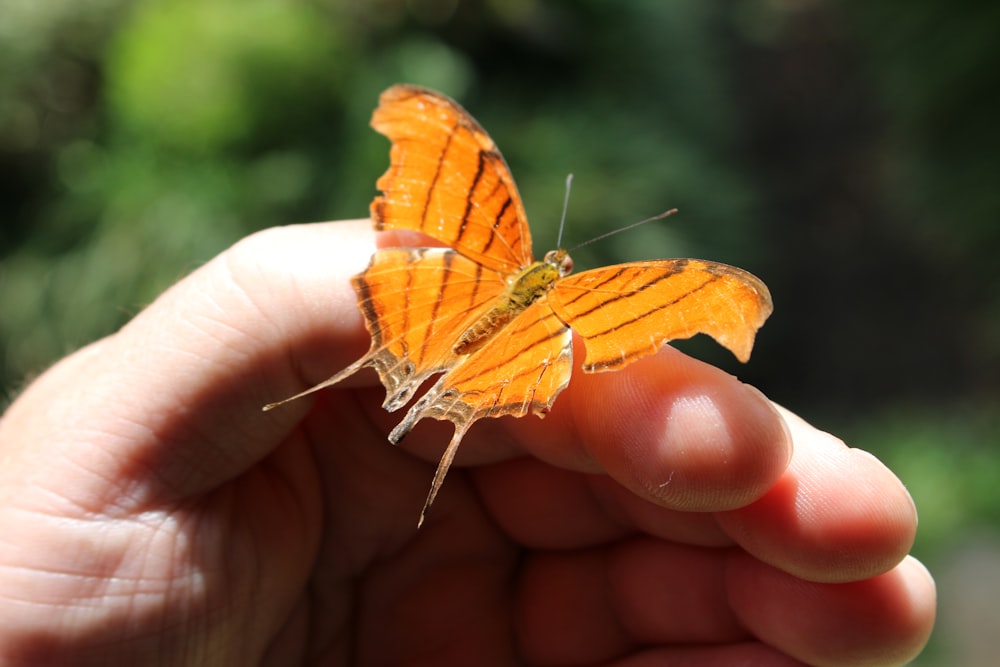 selective focus photography of person handling brown and black swallowtail butterfly