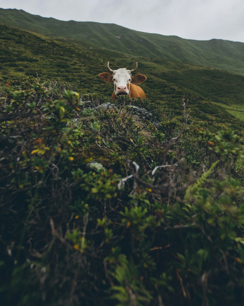 brown cow on green grass field during daytime