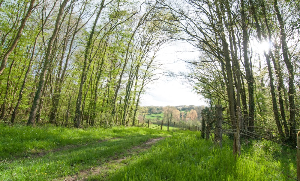 green grass field with trees