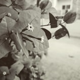 Close-up of delicate flowers and leaves used in the natural skincare products.
