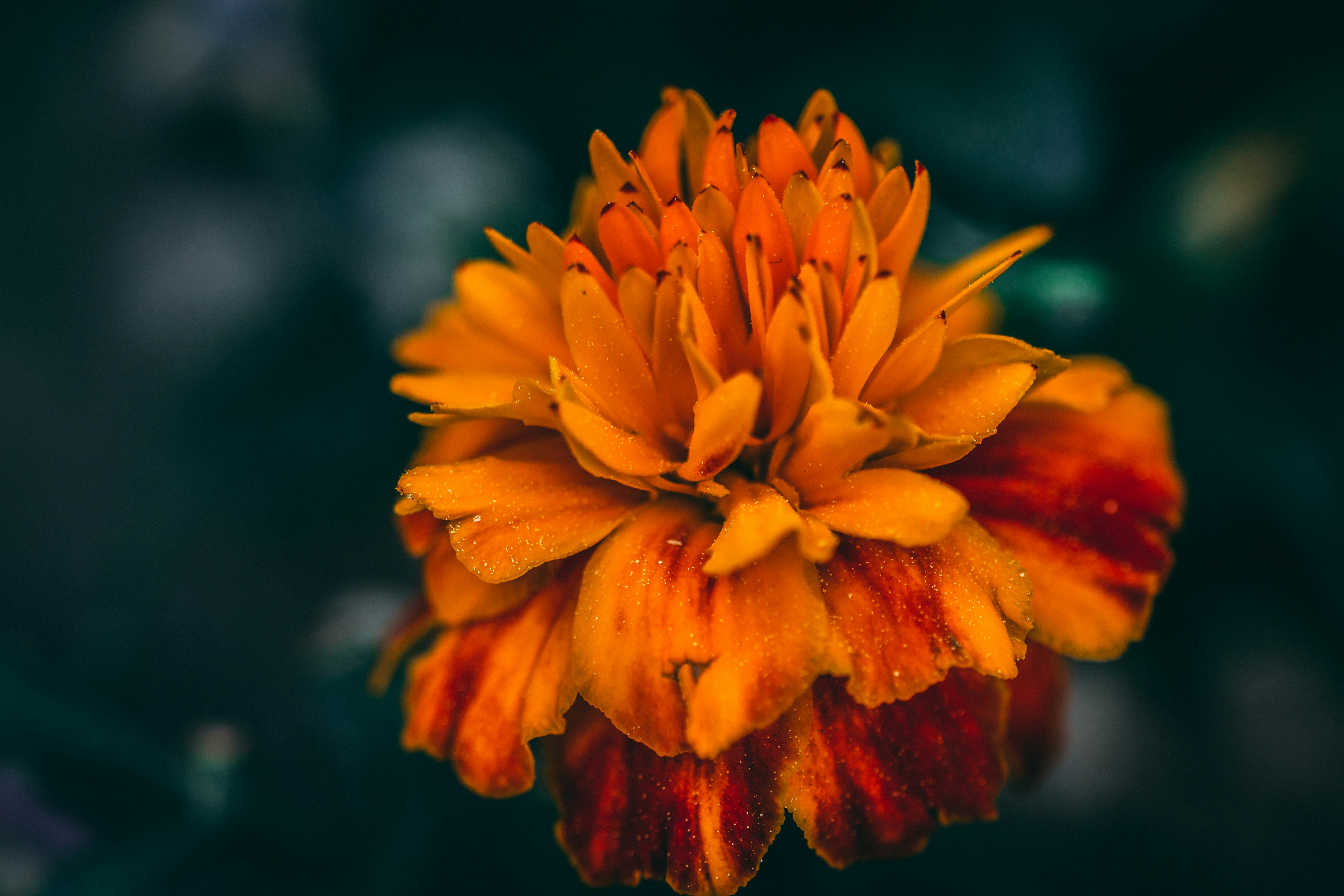 Orange Flower after the Rain