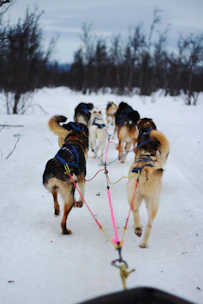 Energetic sled dogs pulling a sled through snowy trails.