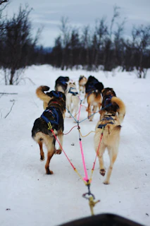 A team of dogs and their owner running together during a cani trail race.