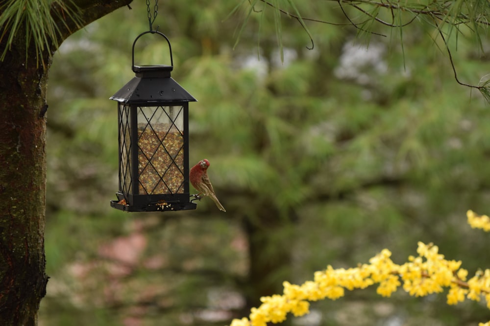 black steel hanging lantern