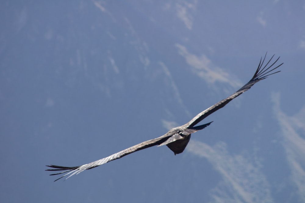 pássaro em voo sob o céu azul