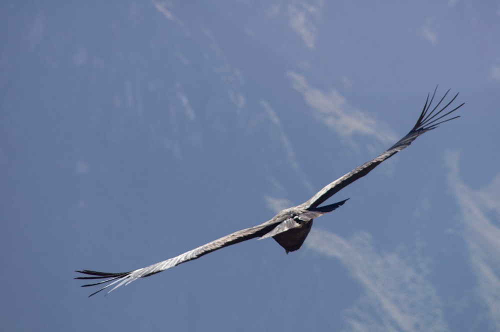 bird on flight under blue sky