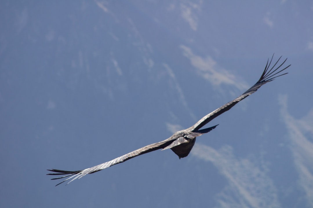 bird on flight under blue sky, Condor Circling