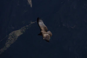 A wedge-tailed eagle soaring high above rugged cliffs at golden hour