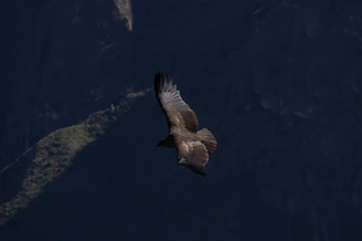 A wedge-tailed eagle soaring high above rugged cliffs at golden hour