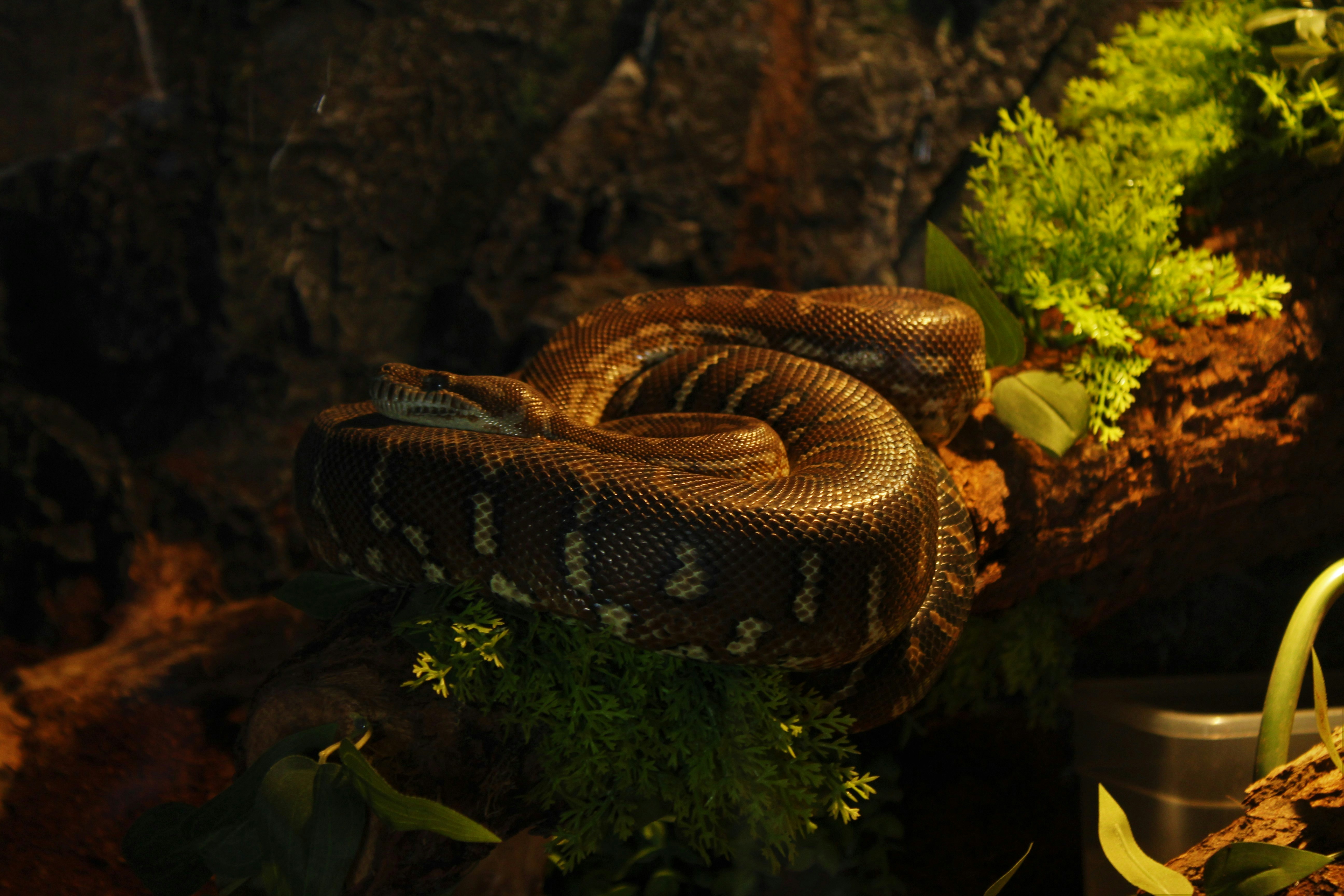 Can Snakes Interbreed