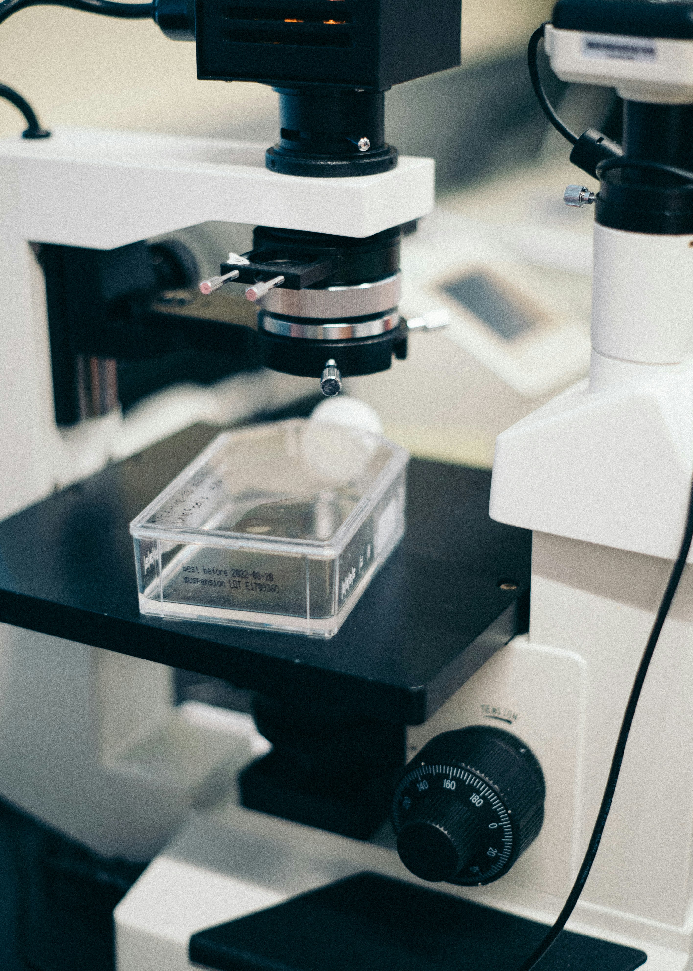 A stem cell culture being looked at under a microscope.