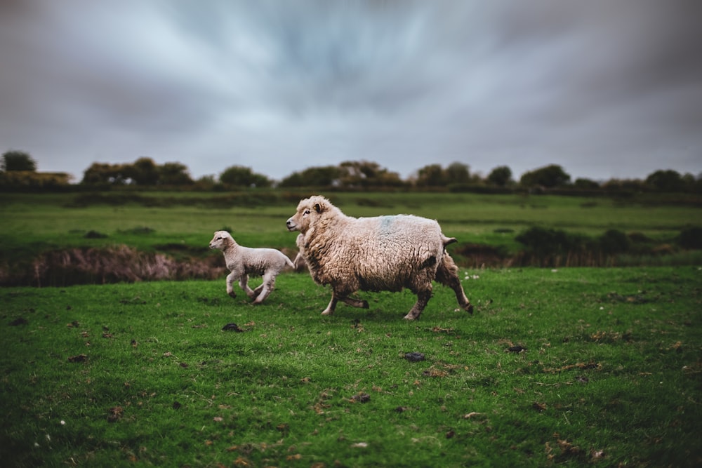 Foto von Lamm und Schaf