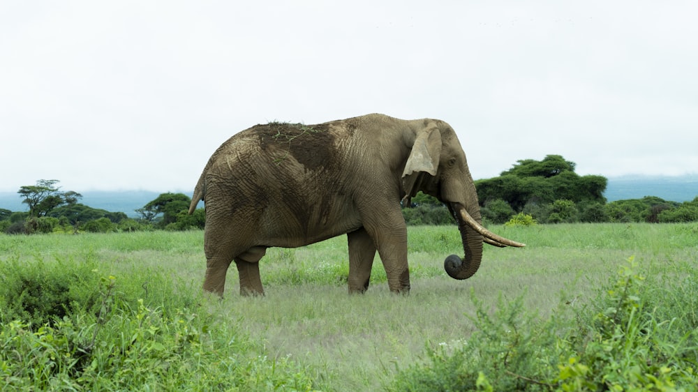 elefante cinzento no campo de grama verde