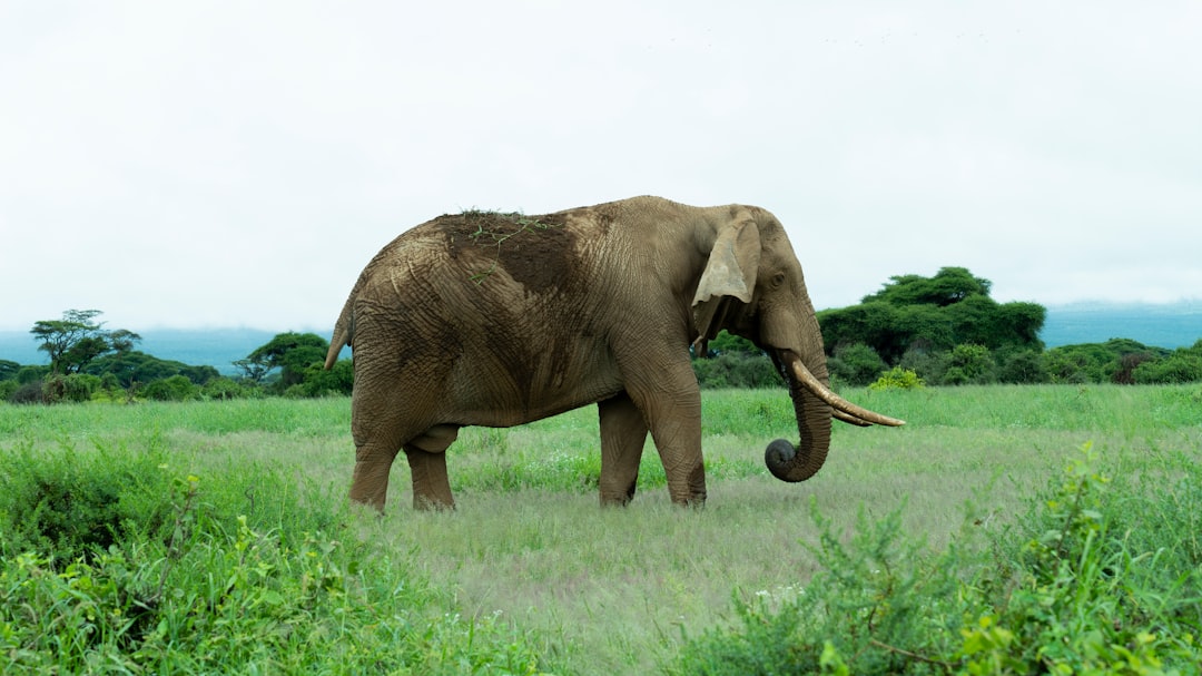 Wildlife photo spot Amboseli National Park Tsavo National Park