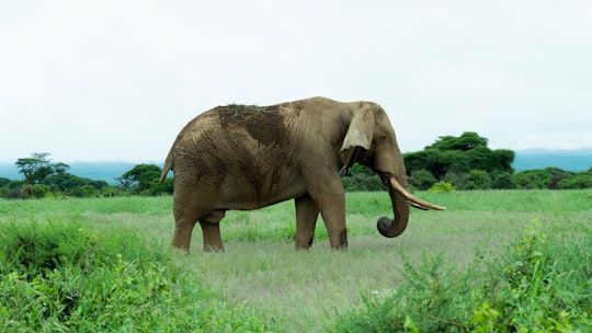 gray elephant on green grass field in Amboseli National Park Kenya